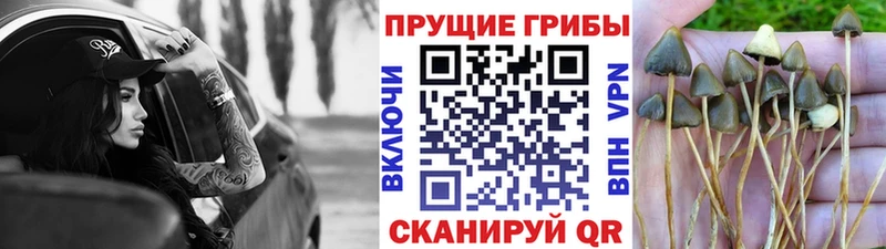 Галлюциногенные грибы ЛСД  Демидов 